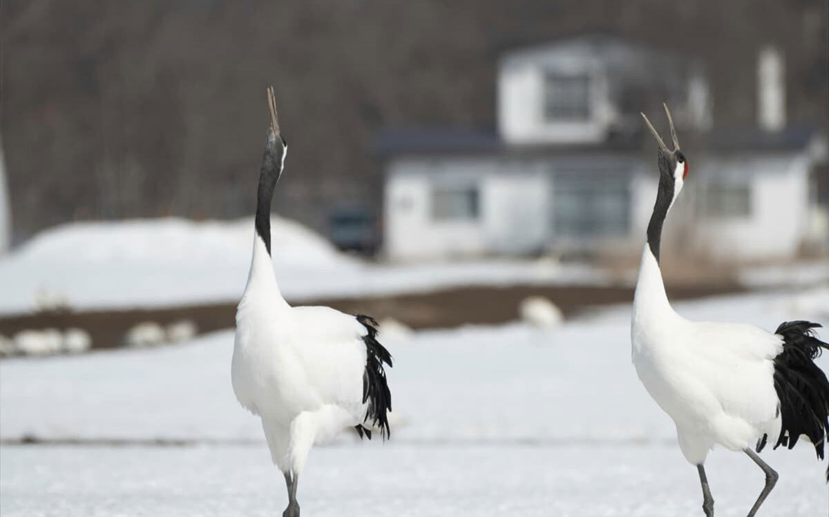 Summary: Plan Your Trip to Nemuro and Kushiro