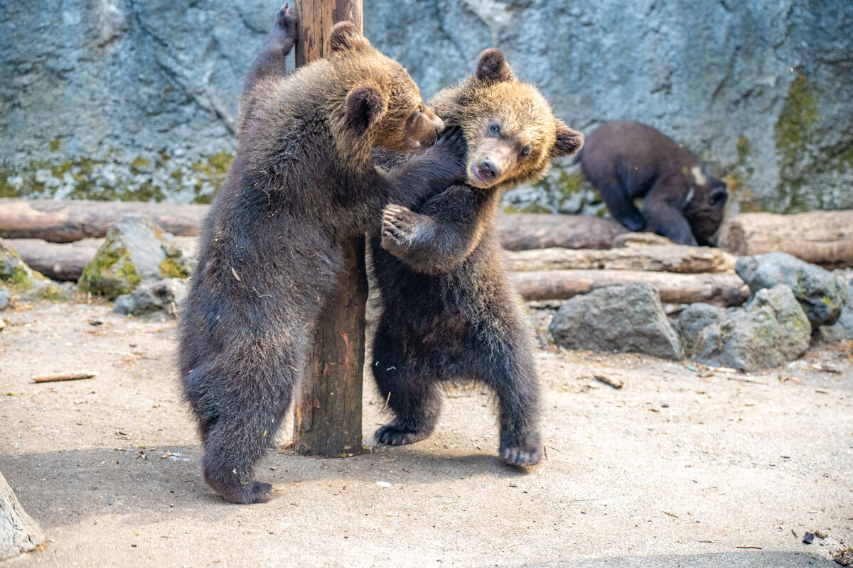 Noboribesu Bear Park