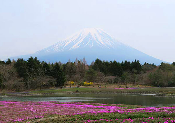 芝櫻祭