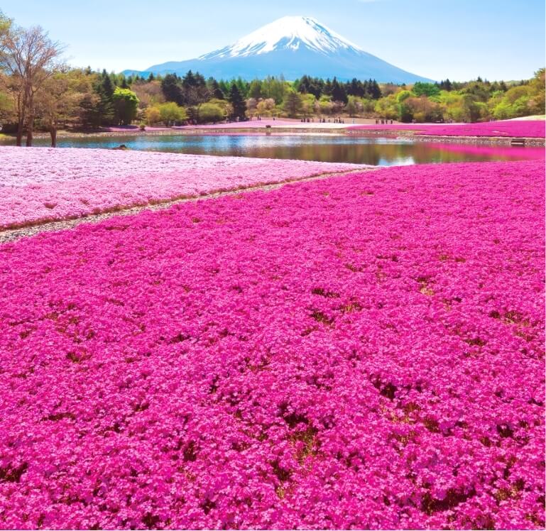 Mount Fuji Shibazakura Tour