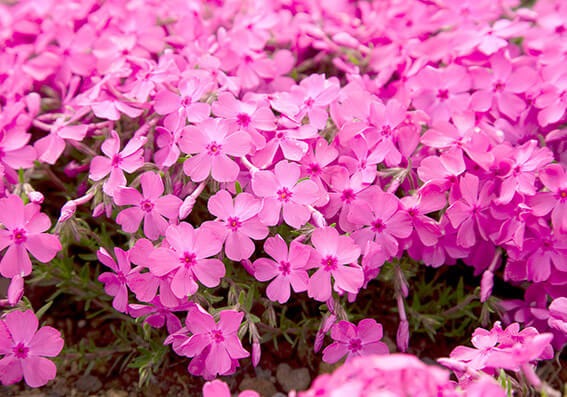 Mt. Fuji Shibazakura Festival