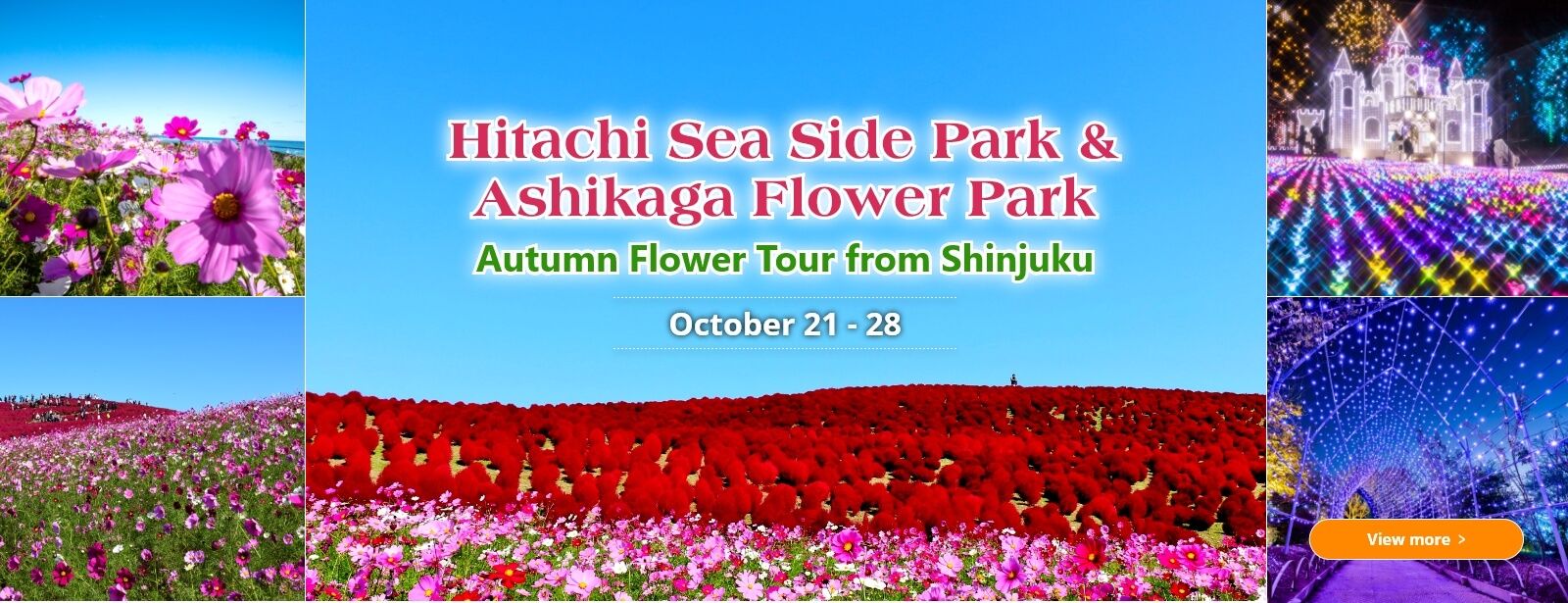 Hitachi Sea Side Park & Ashikaga Flower Park Autumn Flower Tour