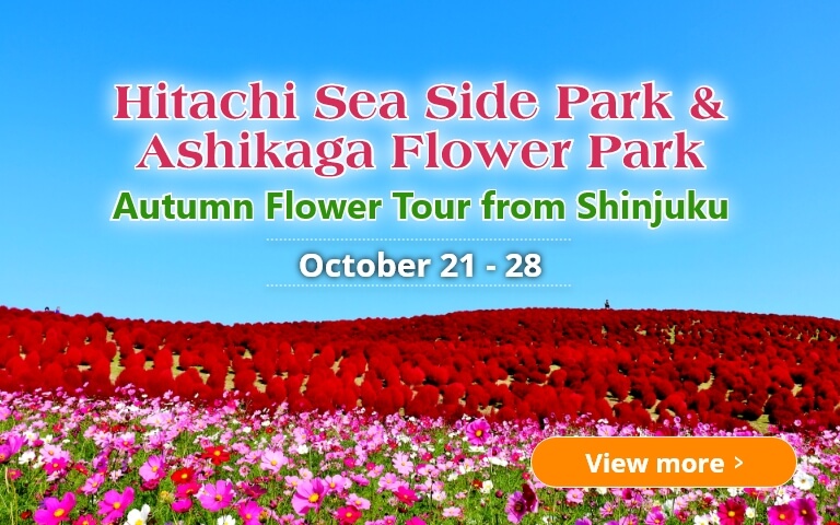 Hitachi Sea Side Park & Ashikaga Flower Park Autumn Flower Tour