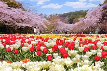 Hamamatsu