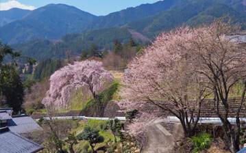 岩太郎枝垂櫻