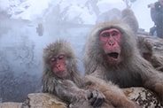 snow monkey