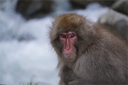 snow monkey