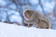 snow monkey