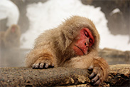 snow monkey