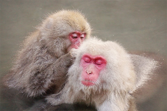 Snow monkey