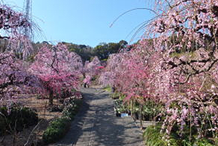 大草山昇龍枝垂梅園　枝垂梅隧道