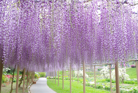 浜名湖Flower Park