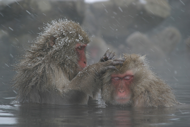 Snow Monkey Park（長野・湯田中）