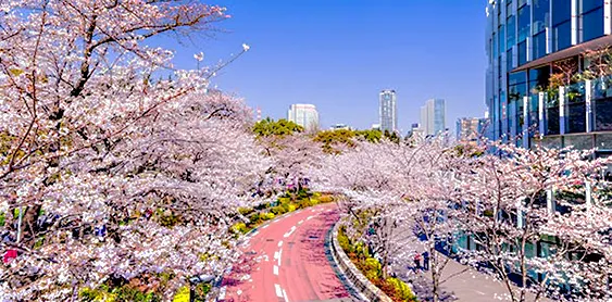 賞櫻行程之美景