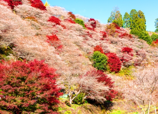 小原四季櫻祭