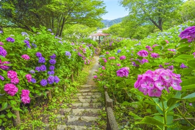 下田繡球花祭