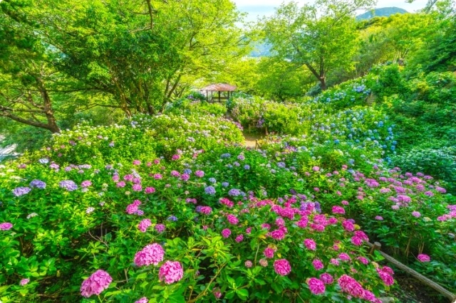 下田繡球花祭