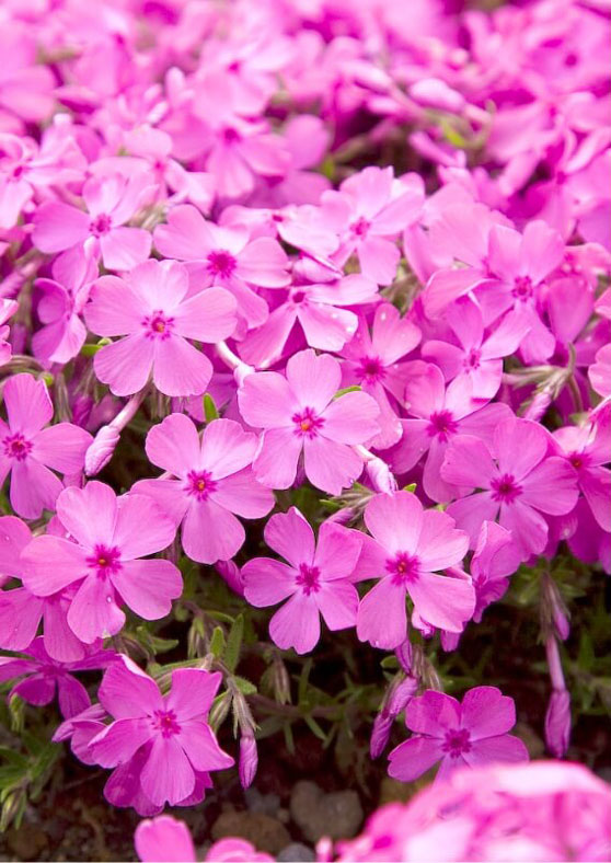 茶臼山高原 芝櫻祭