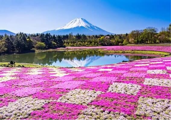 茶臼山高原 芝櫻祭